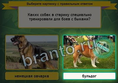 игра Выбирайка ответ на Уровень 2450