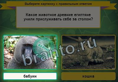 Выбирайка игра подсказки Уровень 2484