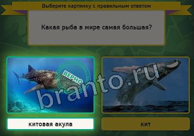 Выбирайка игра подсказки Уровень 2664