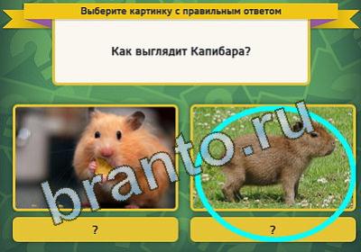 игра Выбирайка помощь Уровень 209