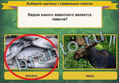 решебник на игру Выбирайка Уровень 341