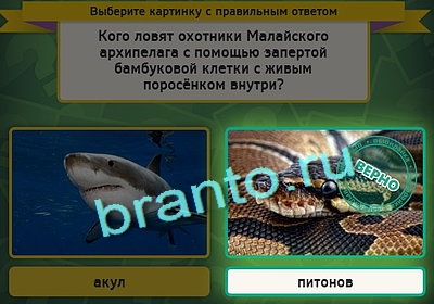 Выбирайка подсказки в контакте Уровень 3039
