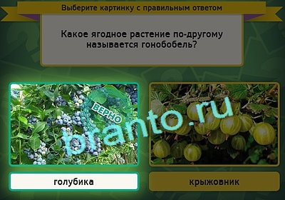 Игра Выбирайка подсказки Уровень 3138