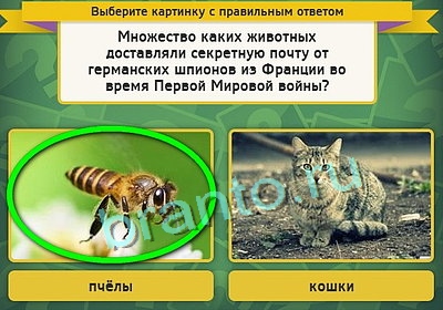 игра Выбирайка помощь Уровень 3179