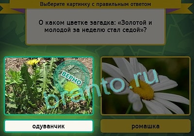 Выбирайка ответы в картинках Уровень 3206