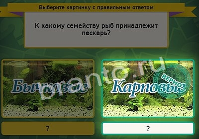 Выбирайка игра помощь Уровень 3325
