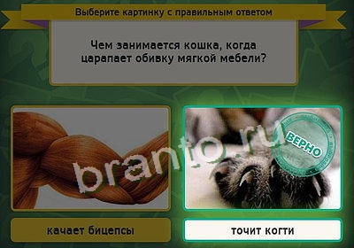 Выбирайка игра ответы Уровень 3443