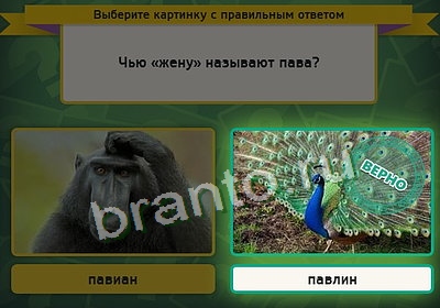 игра Выбирайка помощь Уровень 3599