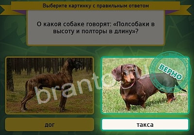 ответы на игру Выбирайка в одноклассниках Уровень 3601