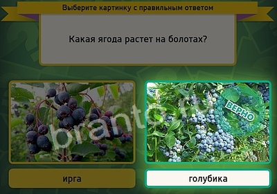 Выбирайка ответы в картинках Уровень 3616