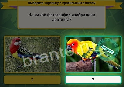 игра Выбирайка помощь Уровень 3629