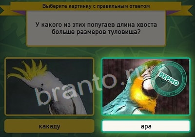 Выбирайка игра ответы в одноклассниках Уровень 3637