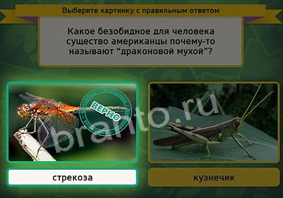 игра Выбирайка ответ на Уровень 3640