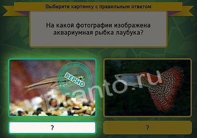 ответы на игру Выбирайка в одноклассниках Уровень 3691