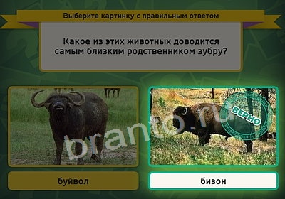 Выбирайка решения Уровень 3702