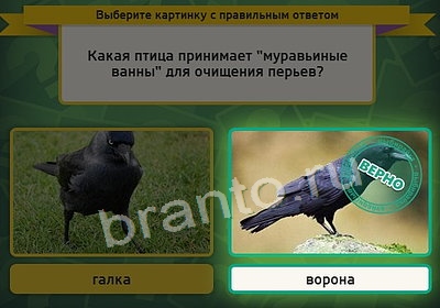 Игра Выбирайка подсказки Уровень 3718