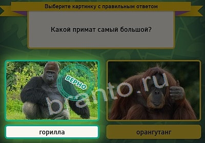 Одноклассники Выбирайка ответы Уровень 3758