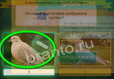 Выбирайка подсказки в контакте Уровень 3759