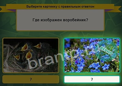 Выбирайка игра ответы Уровень 3773