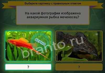 ответы на игру Выбирайка в одноклассниках Уровень 3811