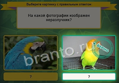 Решения на игру Выбирайка Уровень 3813