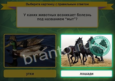 Выбирайка решения Уровень 3822