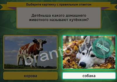 Выбирайка игра помощь Уровень 3825