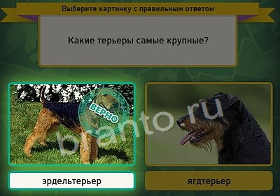 Выбирайка решения Уровень 3862