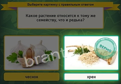 игра Выбирайка помощь Уровень 3869