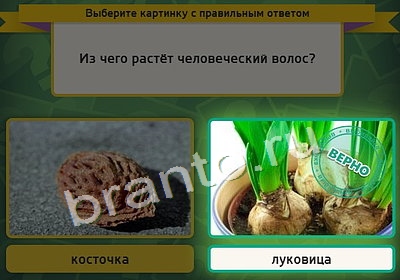 игра Выбирайка ответ на Уровень 3920