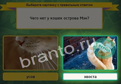 Выбирайка игра ответы Уровень 3973