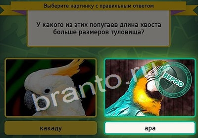 решебник на игру Выбирайка Уровень 3981