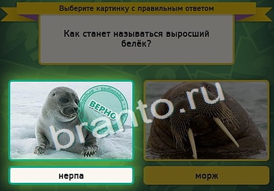 Выбирайка решения Уровень 4152