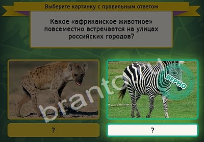 Игра Выбирайка подсказки Уровень 4248