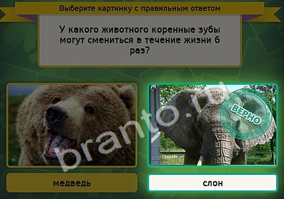 Выбирайка решения Уровень 4332