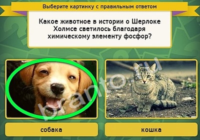 ответы на игру Выбирайка в одноклассниках Уровень 4471