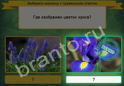 Выбирайка игра подсказки Уровень 4554