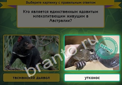 игра Выбирайка ответ на Уровень 4730