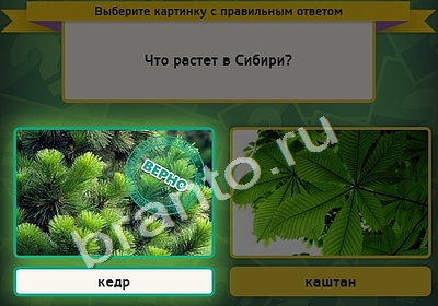 Выбирайка игра ответы Уровень 4753