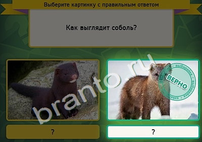 Выбирайка игра помощь Уровень 4765