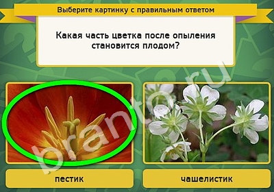 игра Выбирайка ответ на Уровень 4840