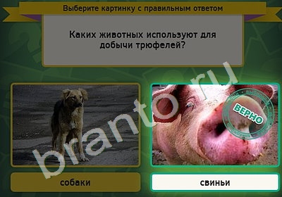 решебник на игру Выбирайка Уровень 4841