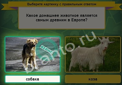 Игра Выбирайка ответы Уровень 4997