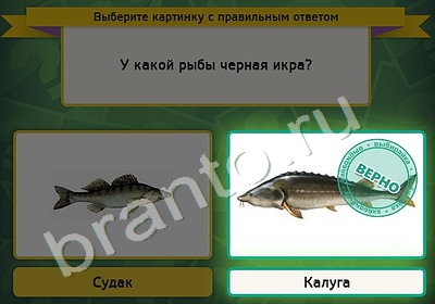 игра Выбирайка помощь Уровень 5089