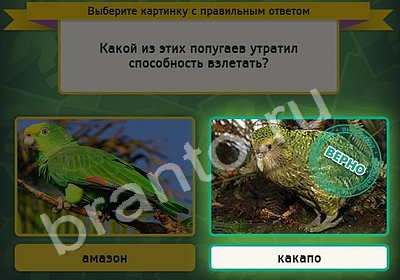 решебник на игру Выбирайка Уровень 5091