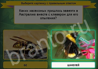 ответы к игре Выбирайка Уровень 5135