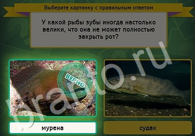 Решения на игру Выбирайка Уровень 5253