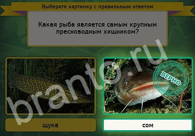 решебник на игру Выбирайка Уровень 5361