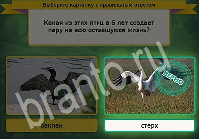 ответы на игру в одноклассниках Выбирайка Уровень 5406