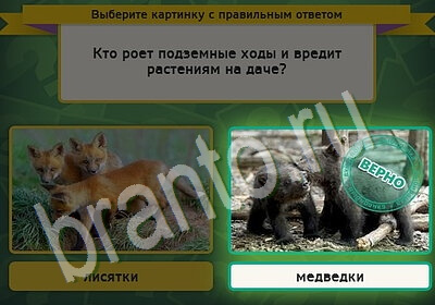 Выбирайка игра помощь Уровень 5445